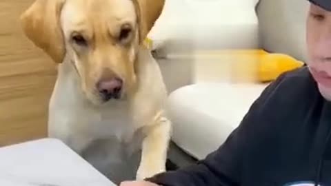 Funny Engry hungry dog😁😁 #funny pets #engrydog #funny dog #trending #funny hungry dog