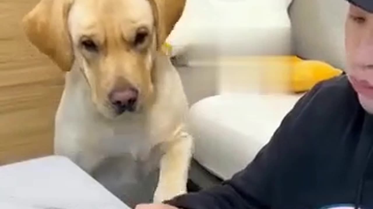 Funny Engry hungry dog😁😁 #funny pets #engrydog #funny dog #trending #funny hungry dog