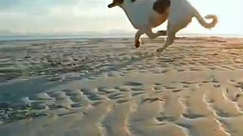 HON TO TRAIN YOUR PUPPY FOR FOOD DISCIPLINE |3 MONTHS OLD ROTTWEILER PUPPY TRAINING | DOG TRANING