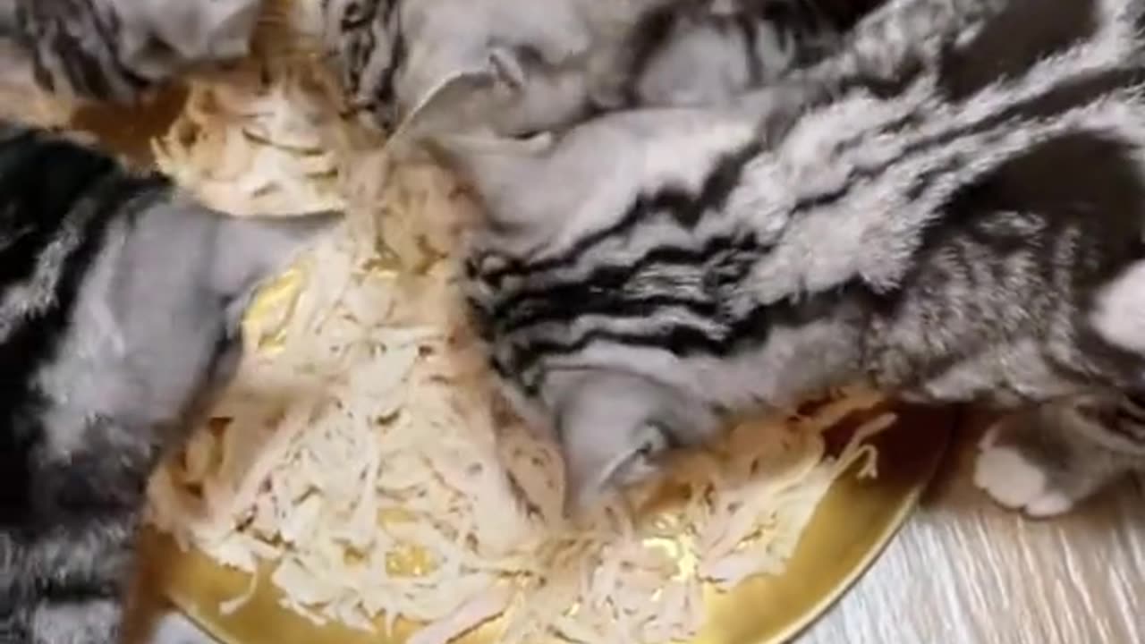 Cute cats
