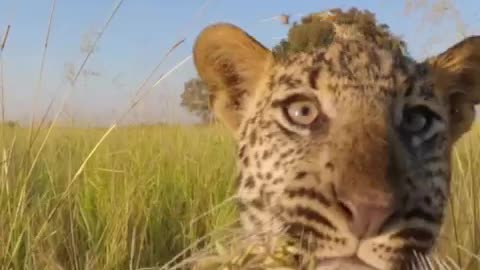 jaguar #jaguars #animals