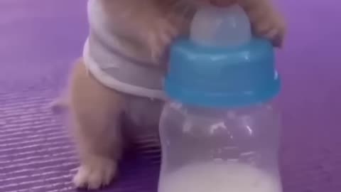 Baby cat #short