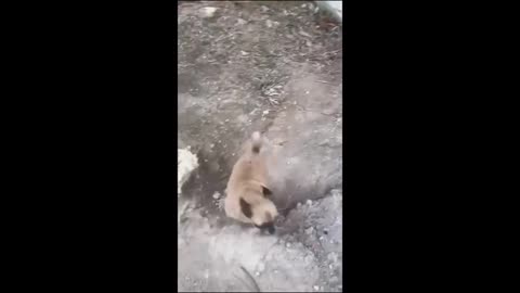Animal funny videos
