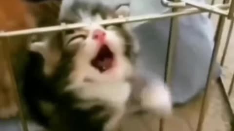 Cat videos
