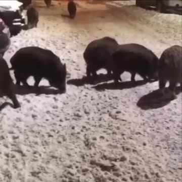 Wild Hogs looking for handouts