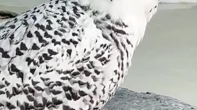 Snow eagle