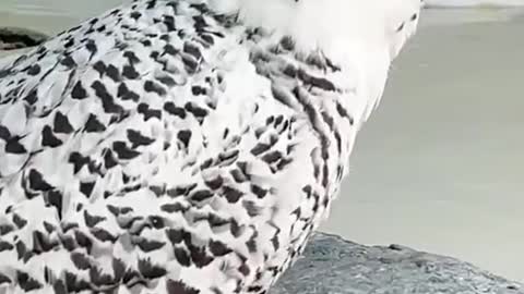 Snow eagle