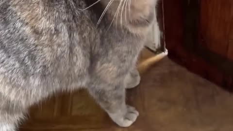 Sounds to attract cats