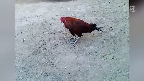 best animal funny video