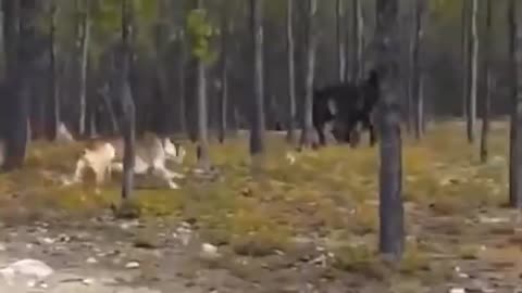 Huge wolf attacks dog