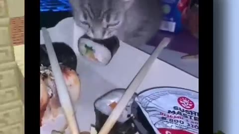 Funniest Animal Videos On The Internet!