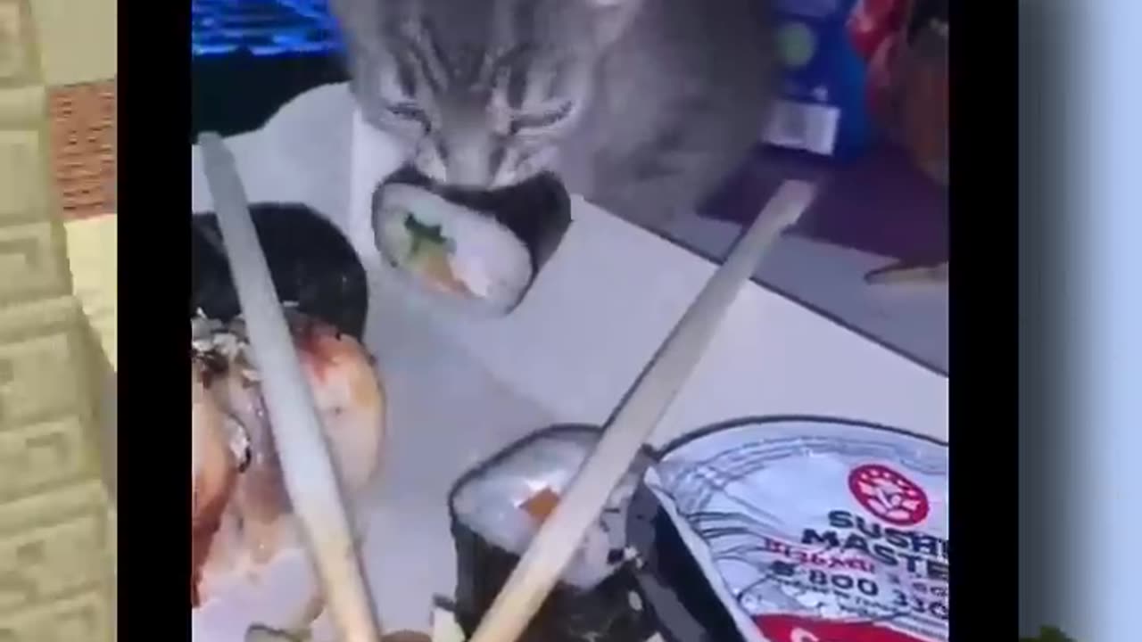 Funniest Animal Videos On The Internet!