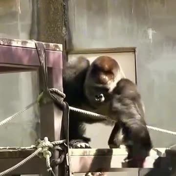 Funny Monkeys make me Happy