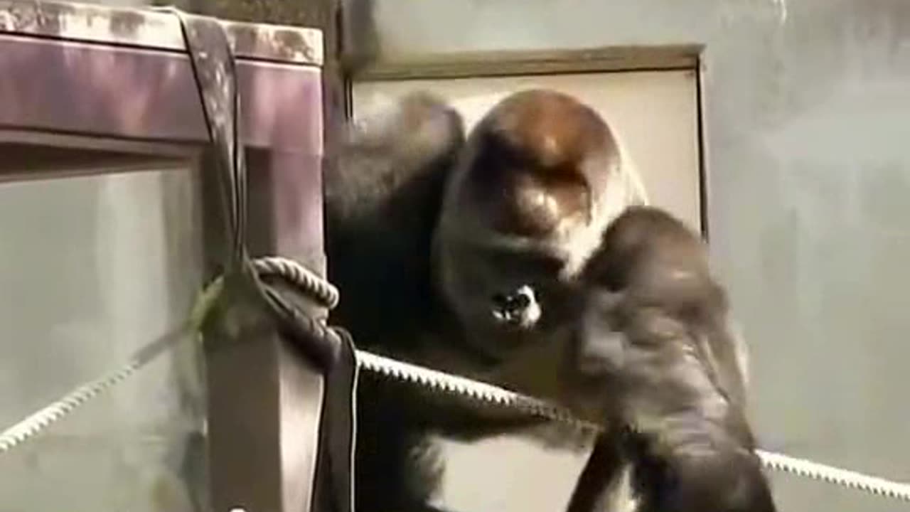 Funny Monkeys make me Happy