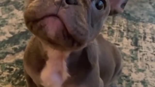 Super Funny Dogs Will Make You Laugh All Day #3 😂