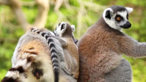 Two hope ring-tailed lemurs