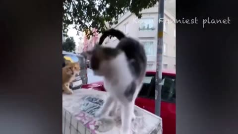 Funny Dog and cat's moment's 😼😺