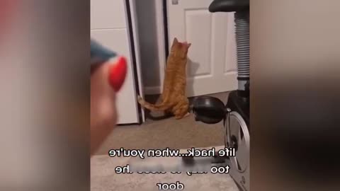 Funniest Animals 😄 New Funny Cats and Dogs Videos 😹🐶 Part 2
