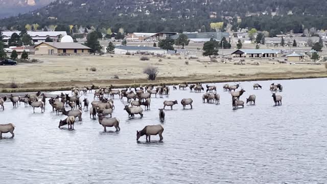 Elk Herd Hangs Out at Lake Estes