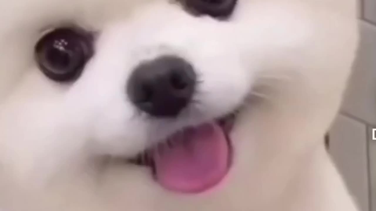 Funniest dogs 🐶 | cute pets