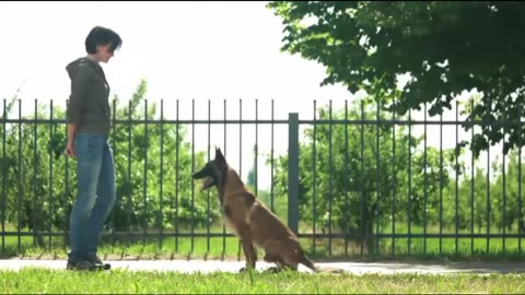 BEST DOG TRAINING VID.