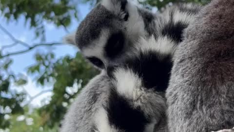 The lemur