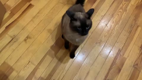 Evil Cat Zefir. Very Angry at Me