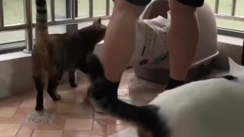 Cat try to intimate