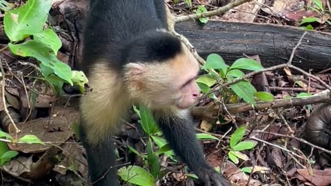 Funny monkey 🐒 enjoying jungle 🙂😁
