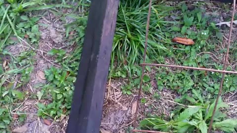 Berry Twisted Lumber pt 2