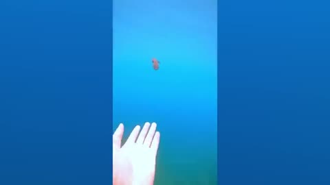 Funniest Animals