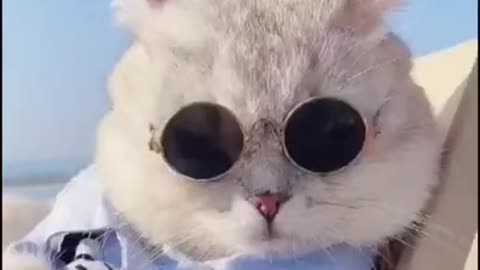 cute and beautiful Cat tiktok cat