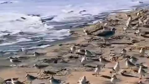 Flock of Birds with the Waves #shorts #viral #shortsvideo #video