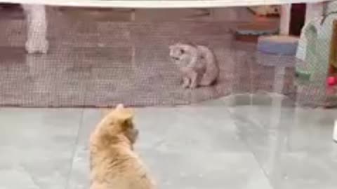 THE CATS ARE PLAYING VOLLEYBALL