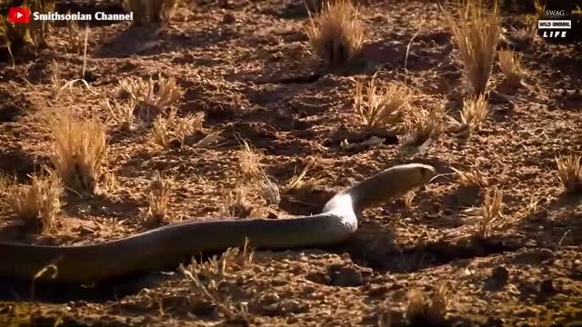 The Mongoose Mercilessly Tears The Baby Rabbits-2