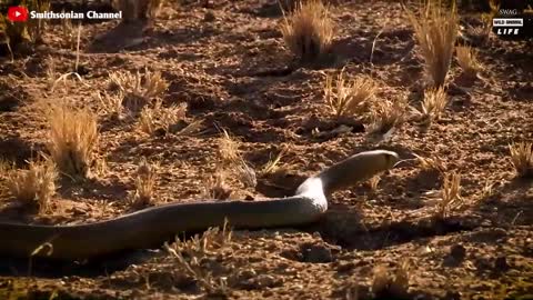 The Mongoose Mercilessly Tears The Baby Rabbits-2