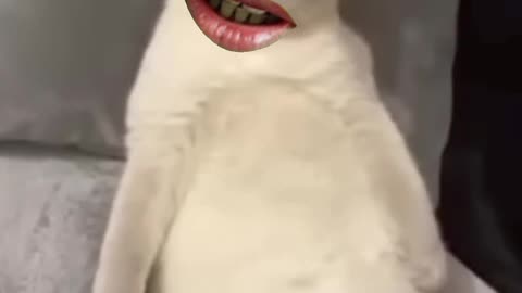 Hindi funny video