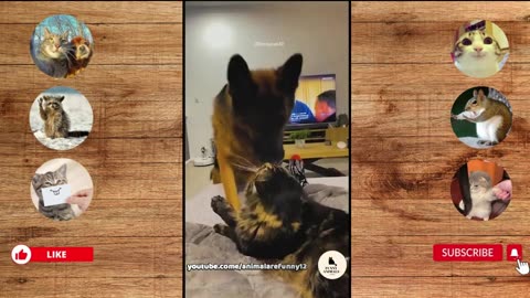 Funny Animals Fight _ Funny Animal Cats and Dogs _ Funny Animals Videos