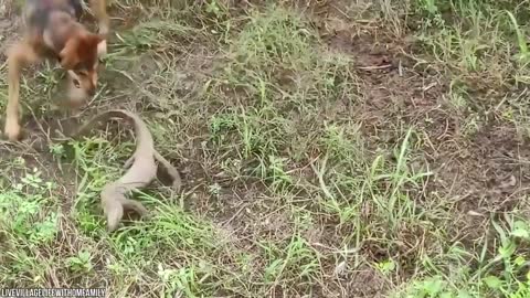 Funny Animal Videos Cats Dogs And All Other Animals