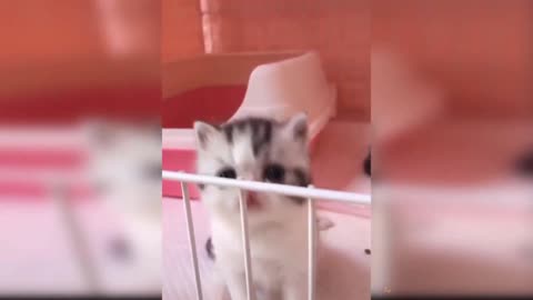 Baby Cats 🐈🐈 | Funny and Cute Cats 🐱🐱 Videos