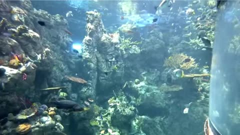 Tropical Reef Live Cam