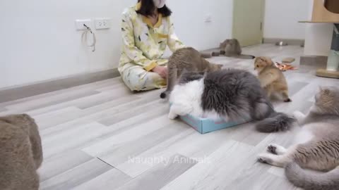 One hour of the funniest animal videos