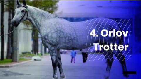 Top 10 beautiful horses in the world