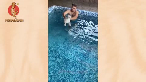 Pets That Will Make You Laugh Uncontrollably 😆 -Try not to Laugh- You Laugh You Lose
