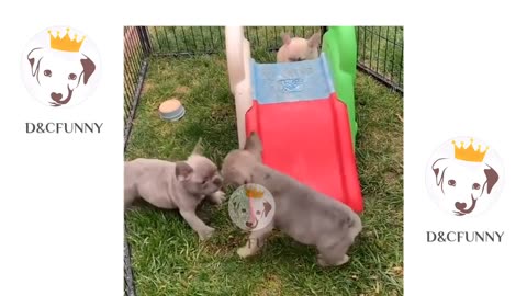 Cute Puppies Doing Funny Things 2023