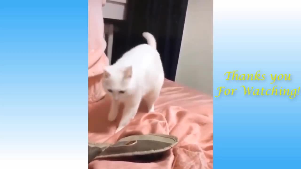 Cat Break Dance. Funny Cat Video😆