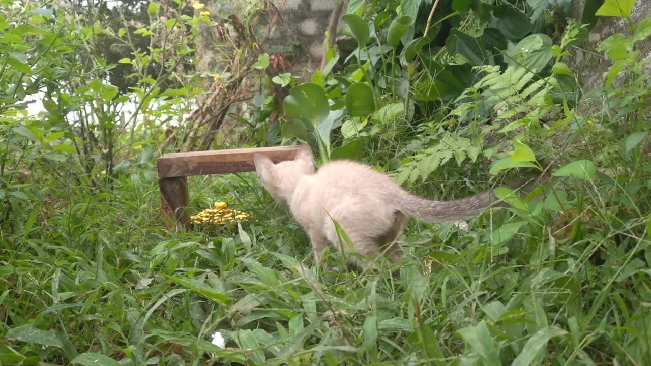 kitten cute