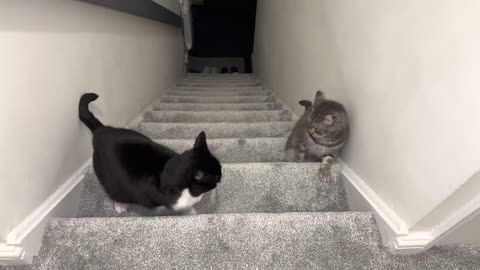 Cats Fight On The Stairs🙀