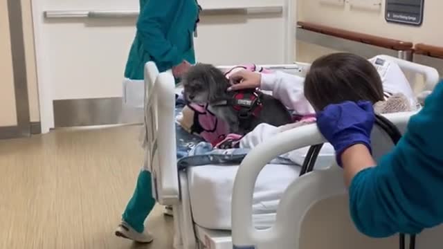 EAnWhen Biscuit was the 1st service dog allowed in the ICU