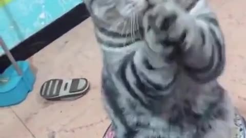 A Cat Beg For Food